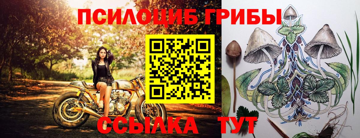 Псилоцибиновые грибы Psilocybine cubensis Россия